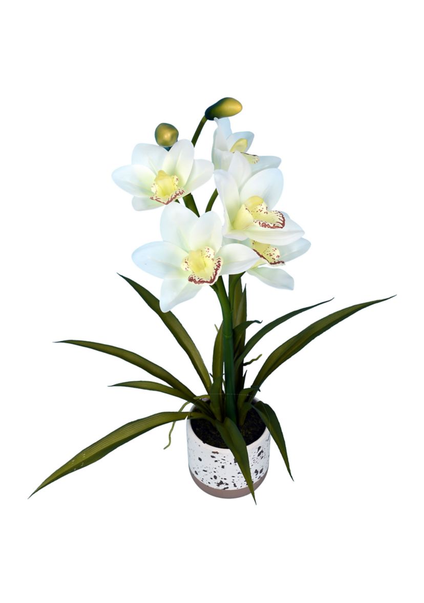 White Cymbidium In Pot