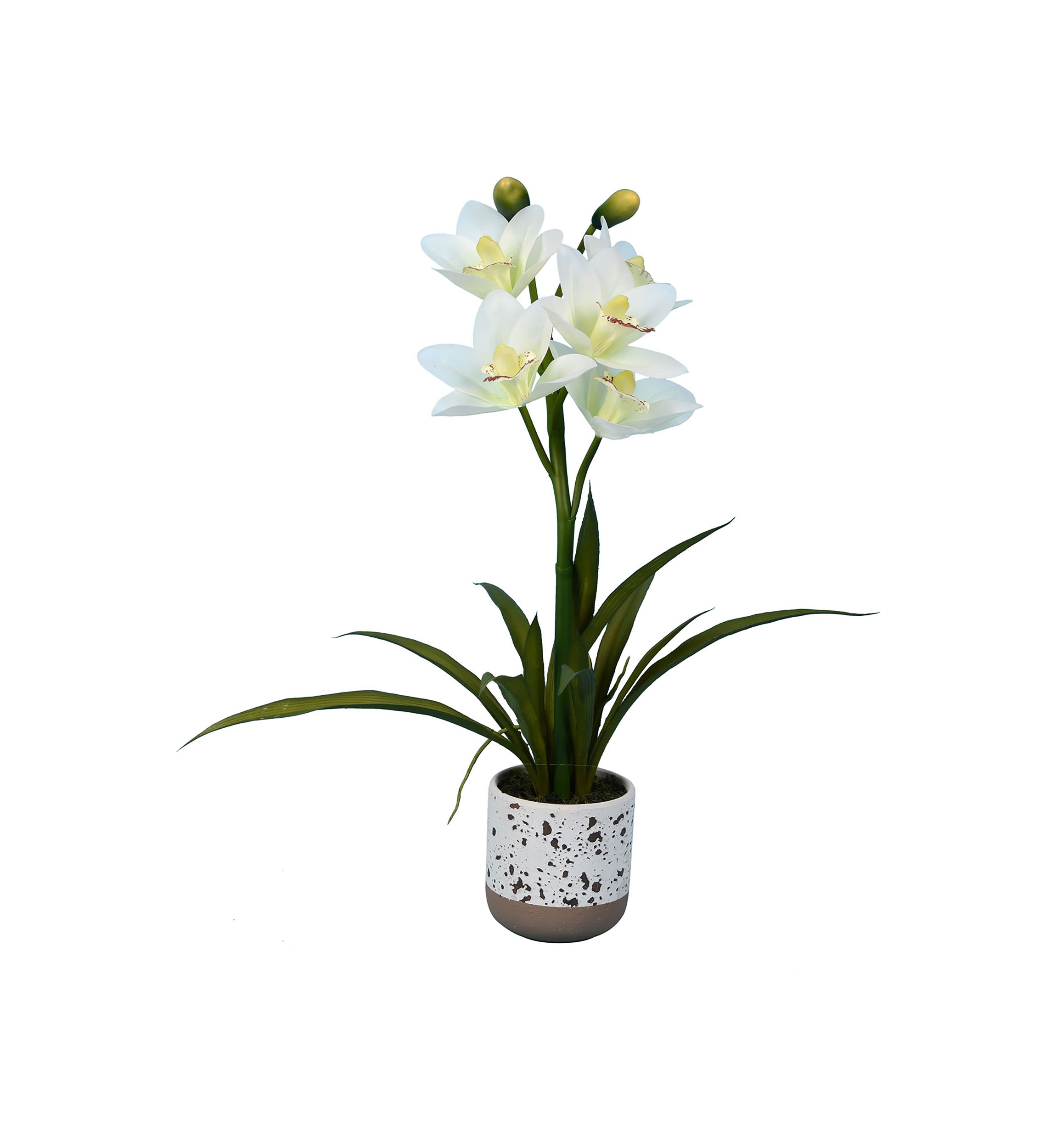 White Cymbidium In Pot