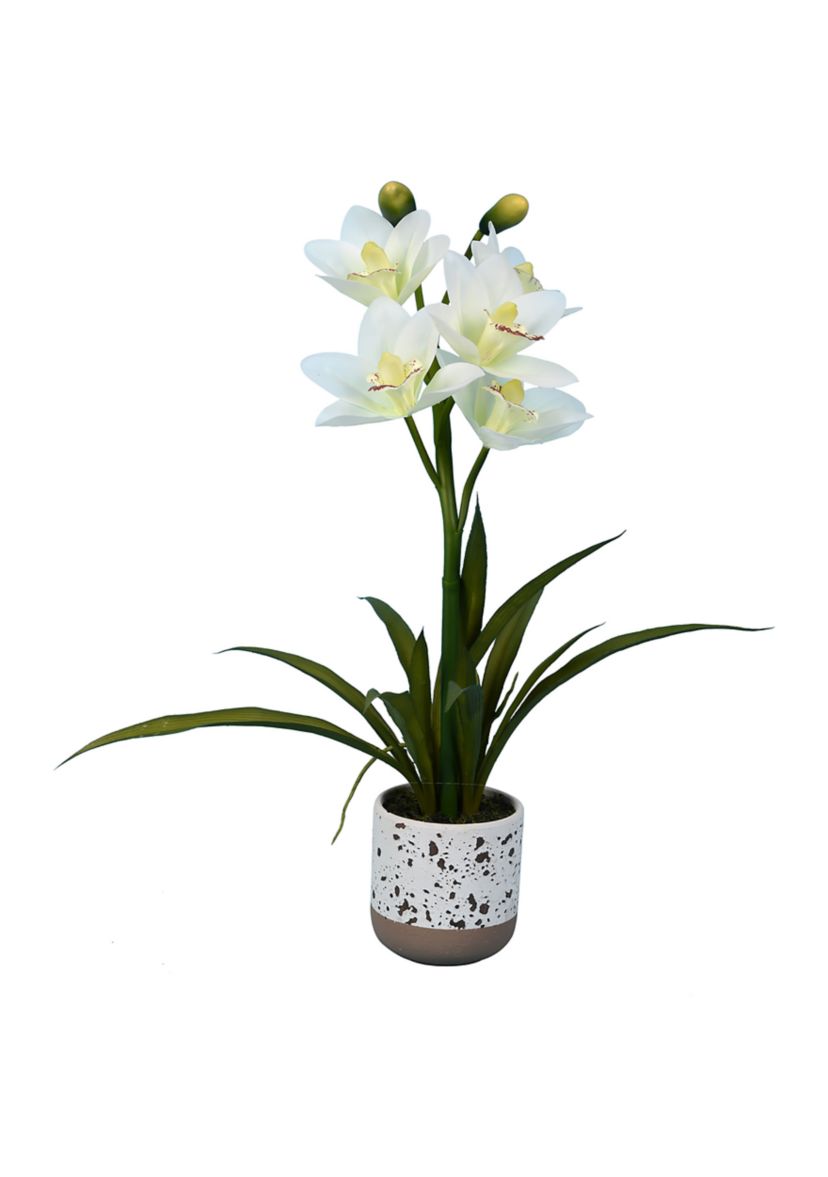 White Cymbidium In Pot
