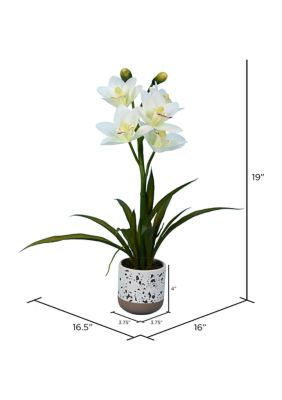 White Cymbidium In Pot