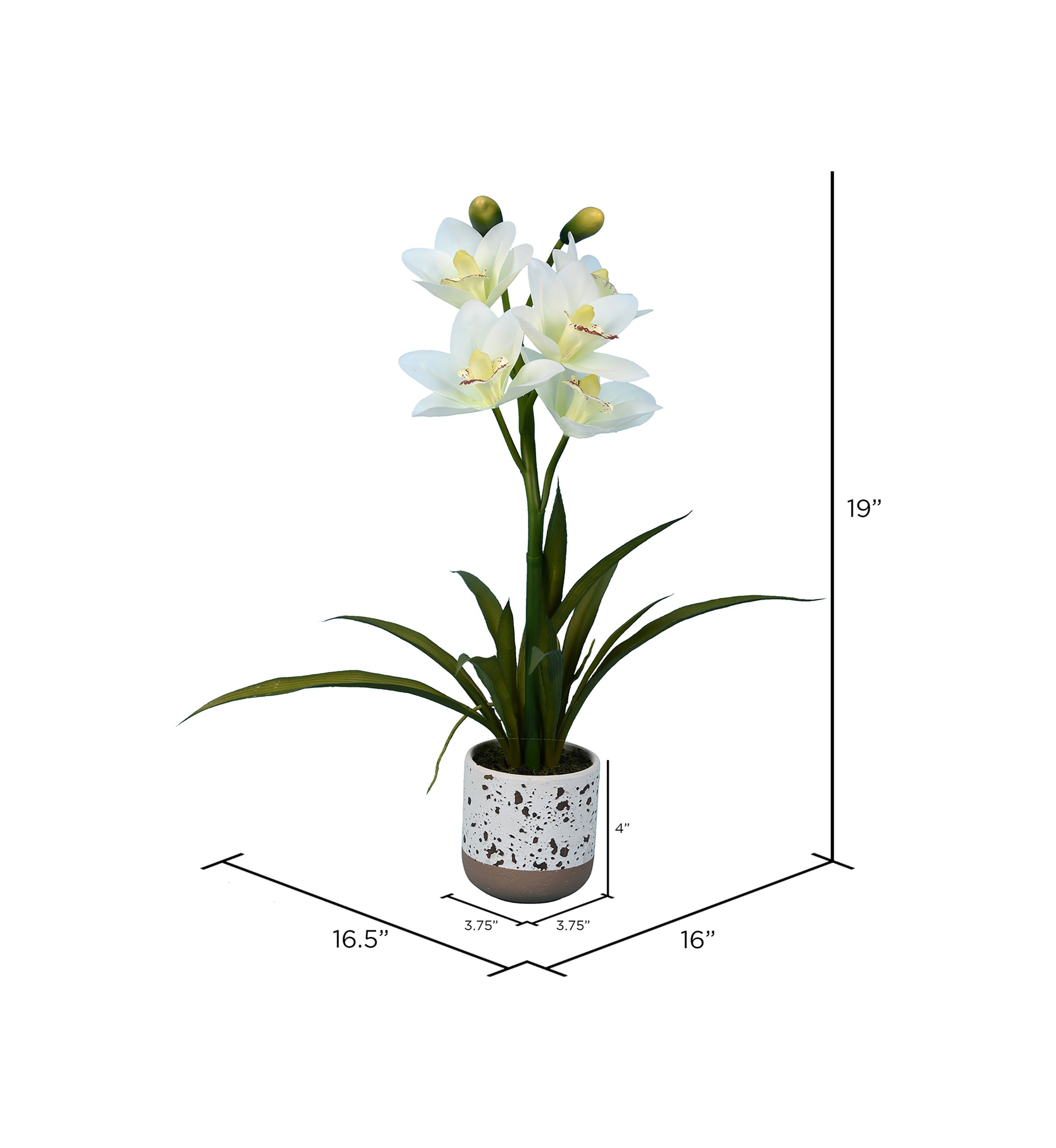 White Cymbidium In Pot