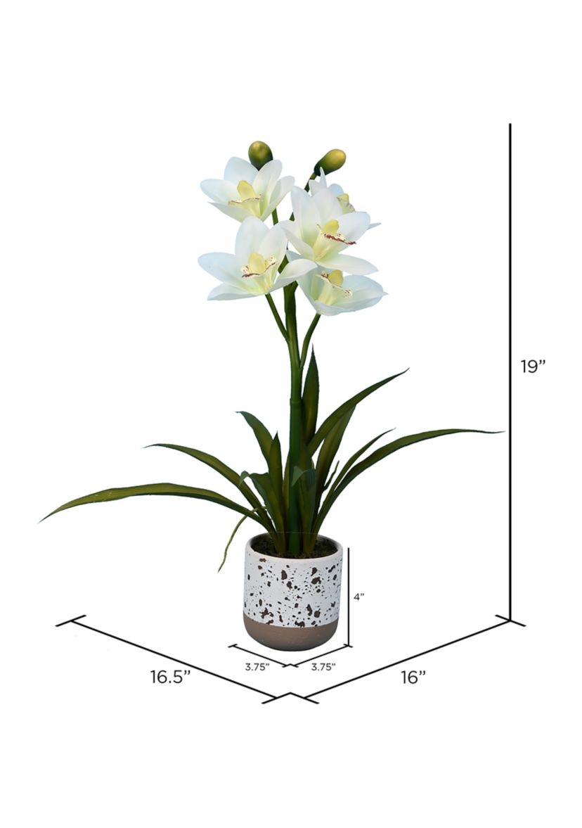 White Cymbidium In Pot