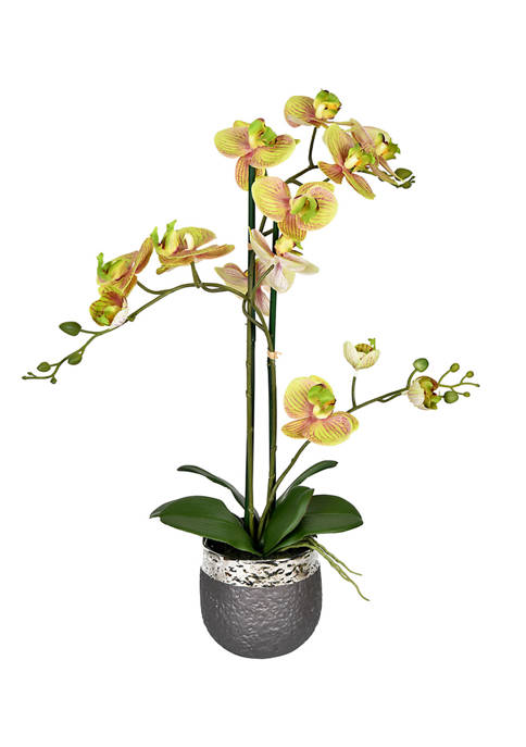 Potted Real Touch Green Phalaenopsis Spray