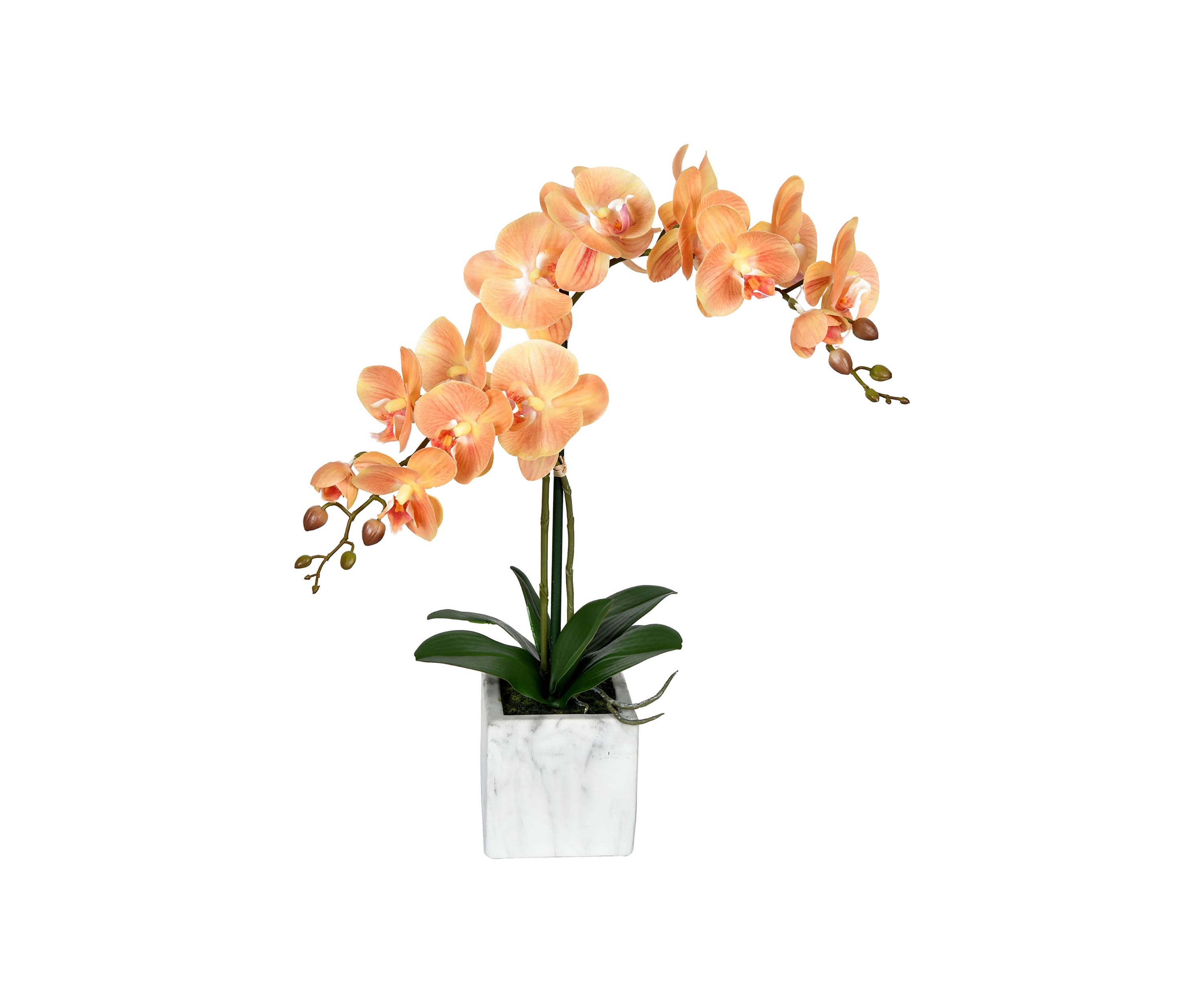 22" Coral Phalaenopsis In Pot
