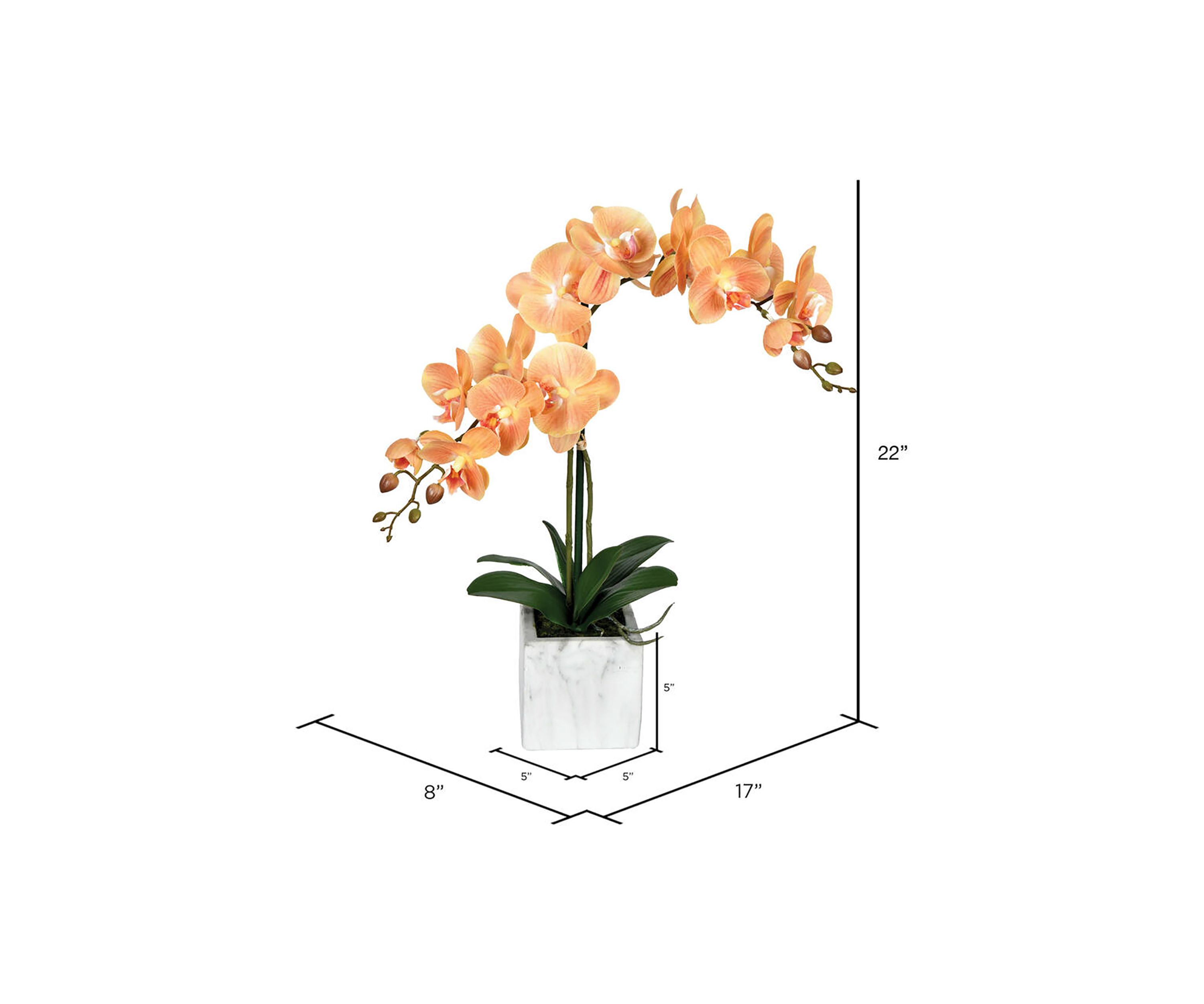 22" Coral Phalaenopsis In Pot