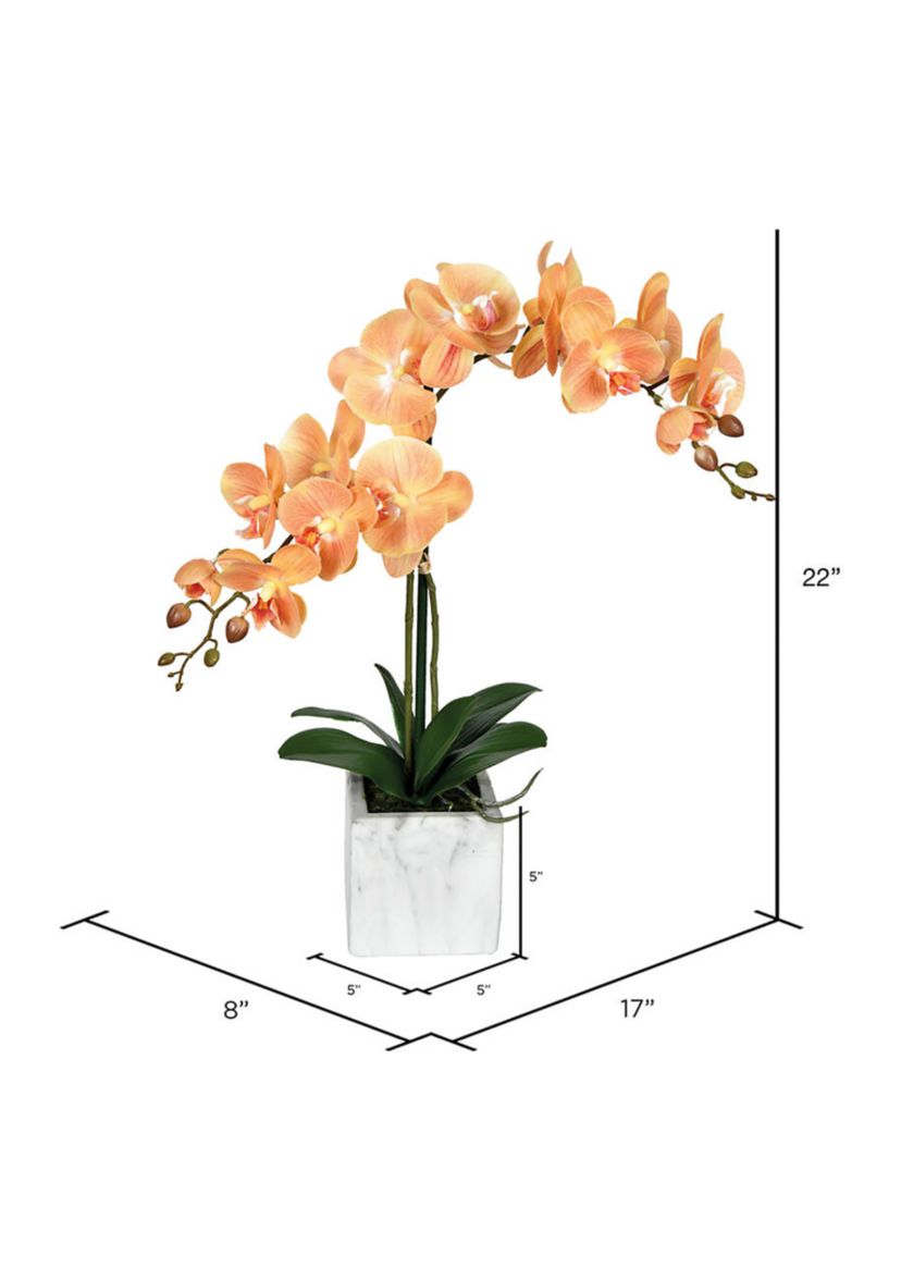 22" Coral Phalaenopsis In Pot