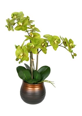 Potted Real Touch Green Phalaenopsis Spray