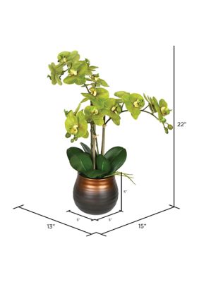 Potted Real Touch Green Phalaenopsis Spray