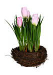 Pink Potted Tulip - Set of 2