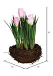 Pink Potted Tulip - Set of 2