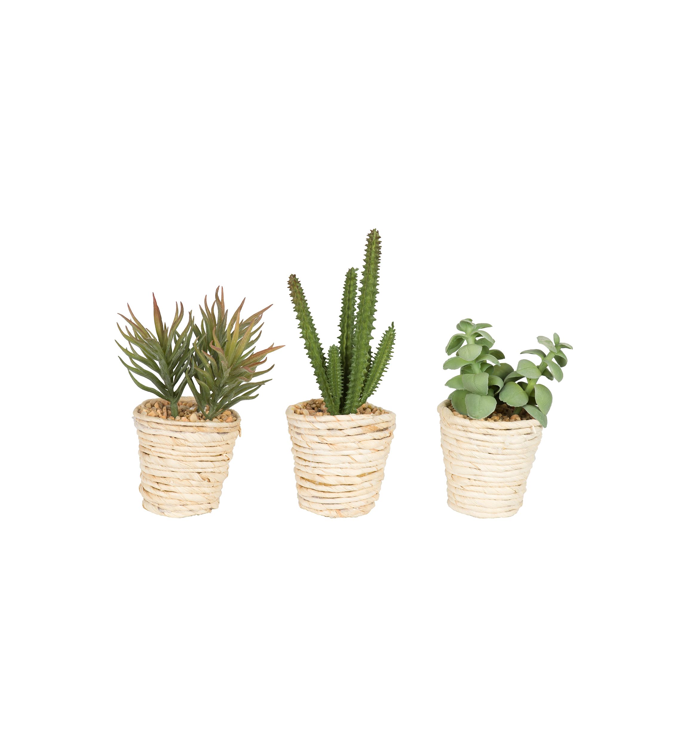Potted Succulent Cactus Plants