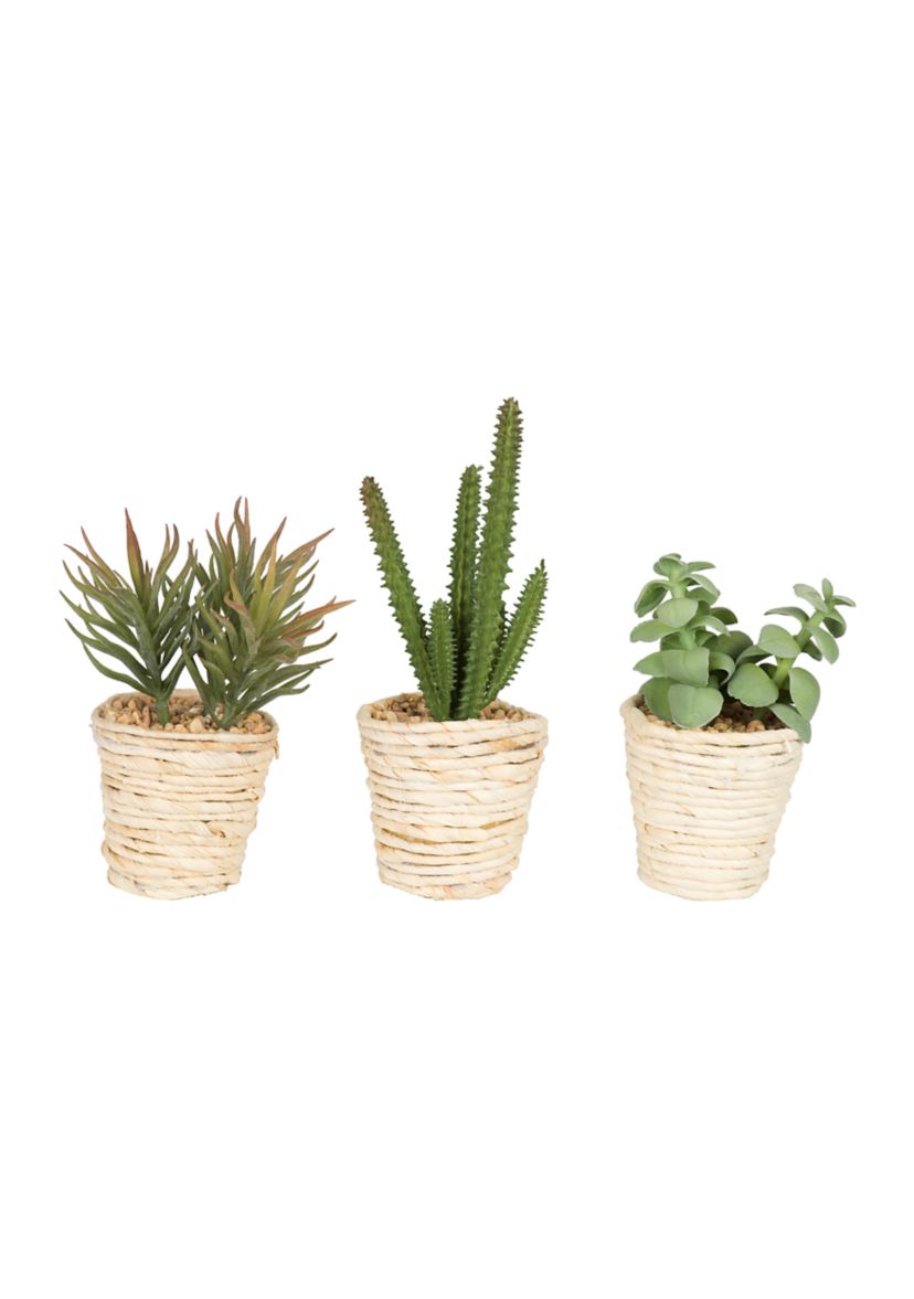 Potted Succulent Cactus Plants