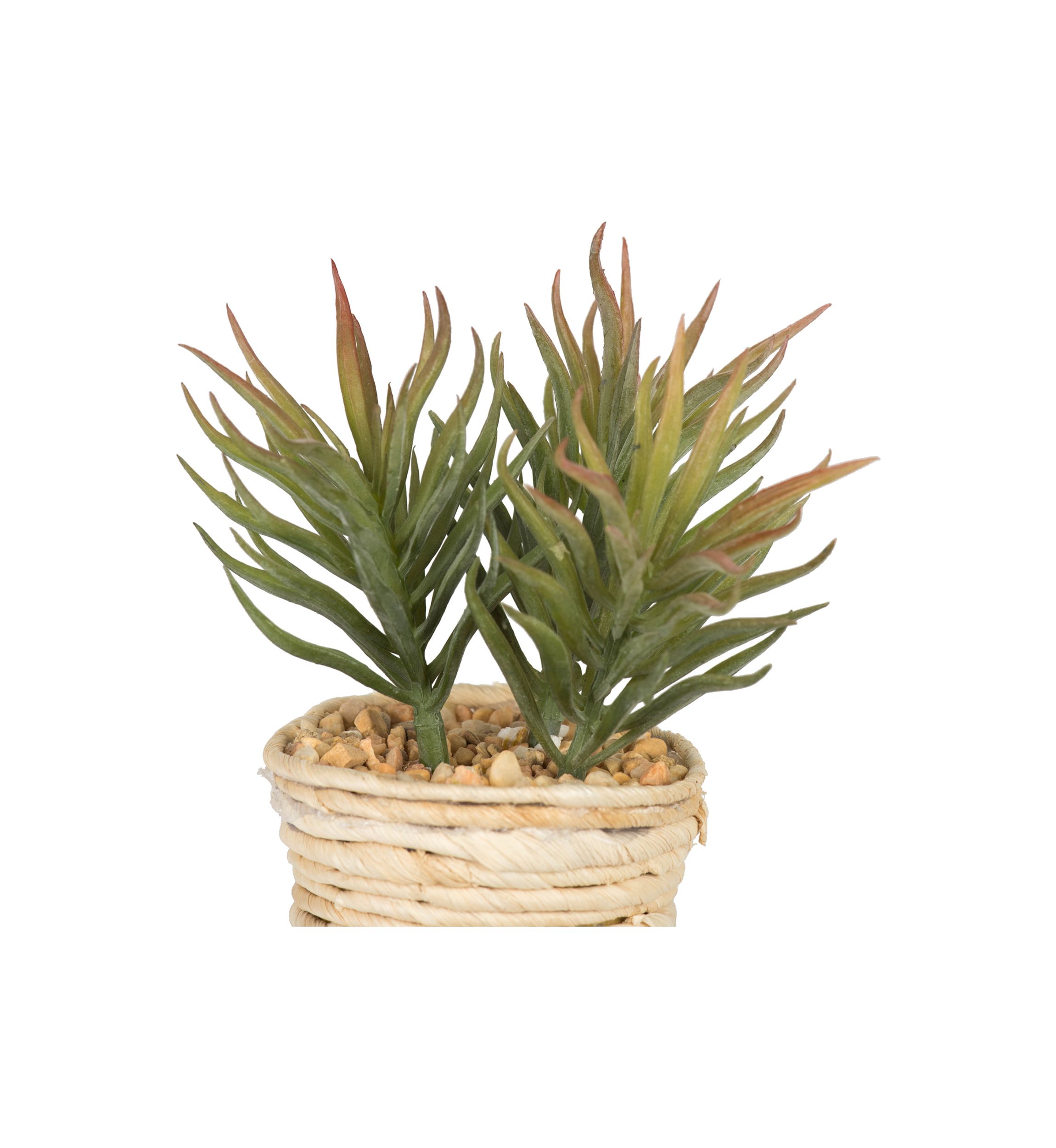 Potted Succulent Cactus Plants