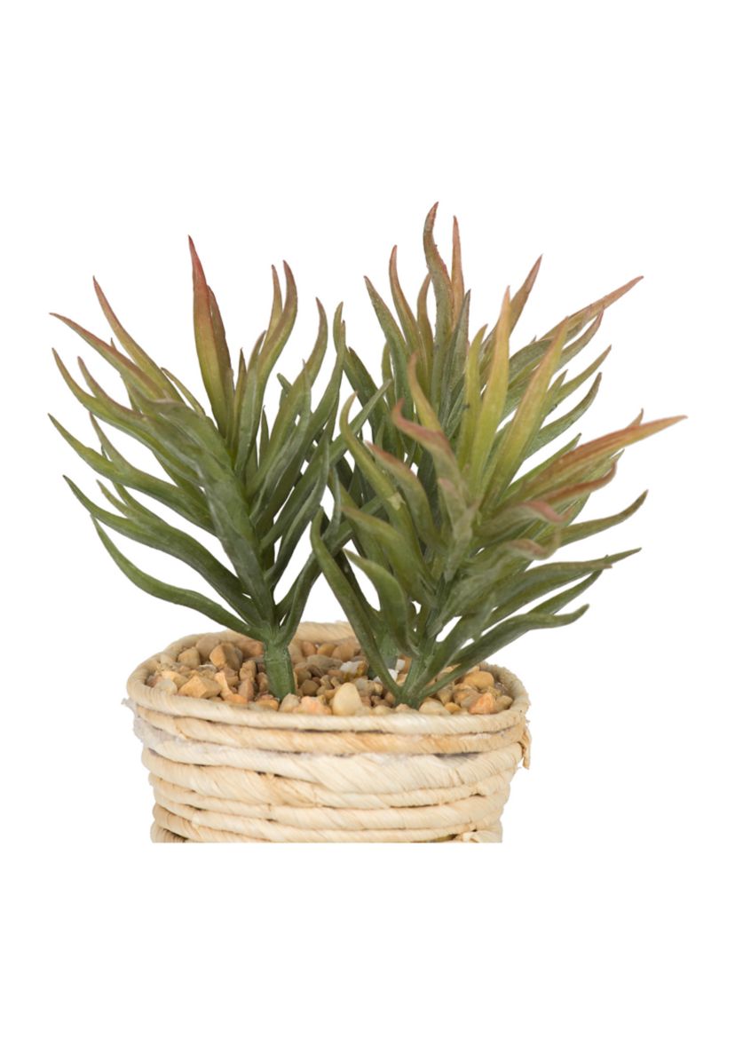 Potted Succulent Cactus Plants