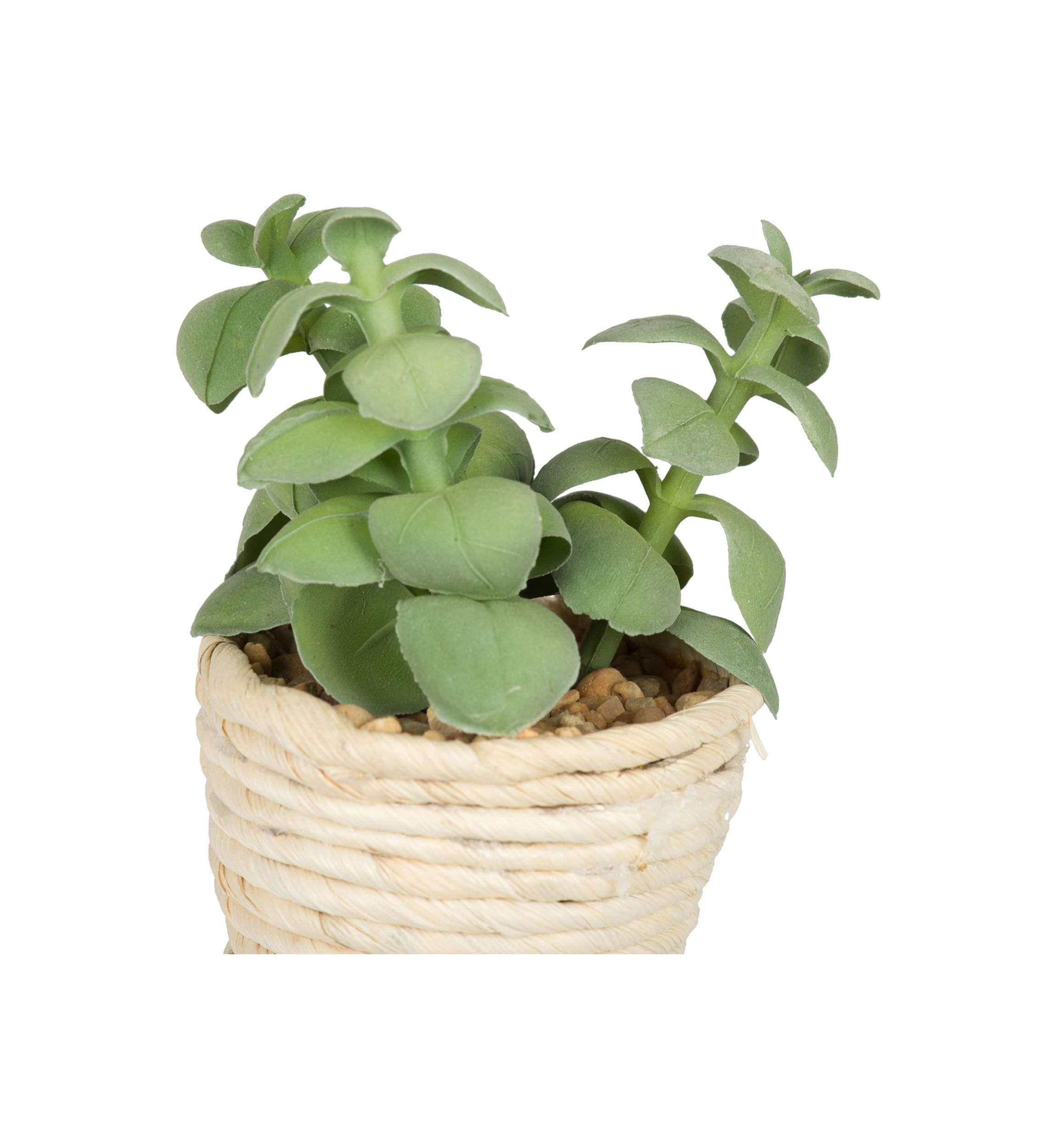Potted Succulent Cactus Plants