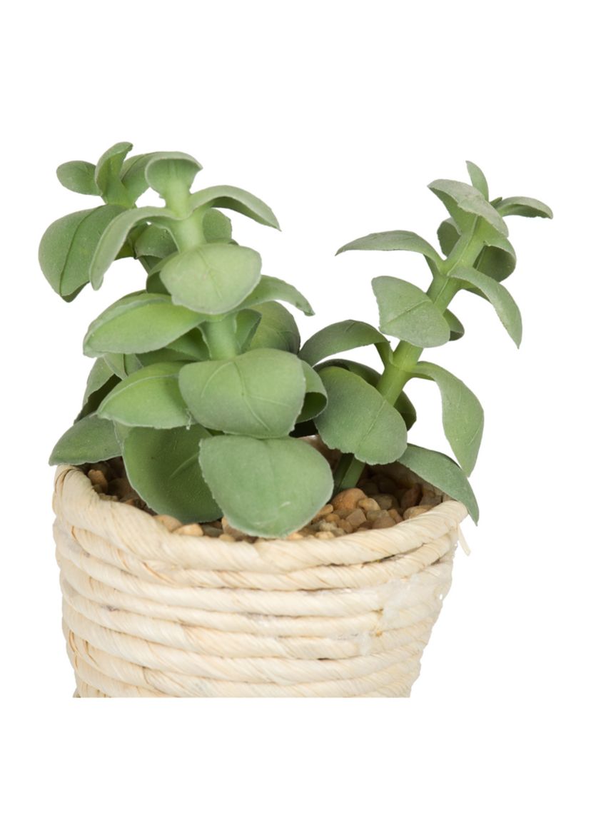 Potted Succulent Cactus Plants