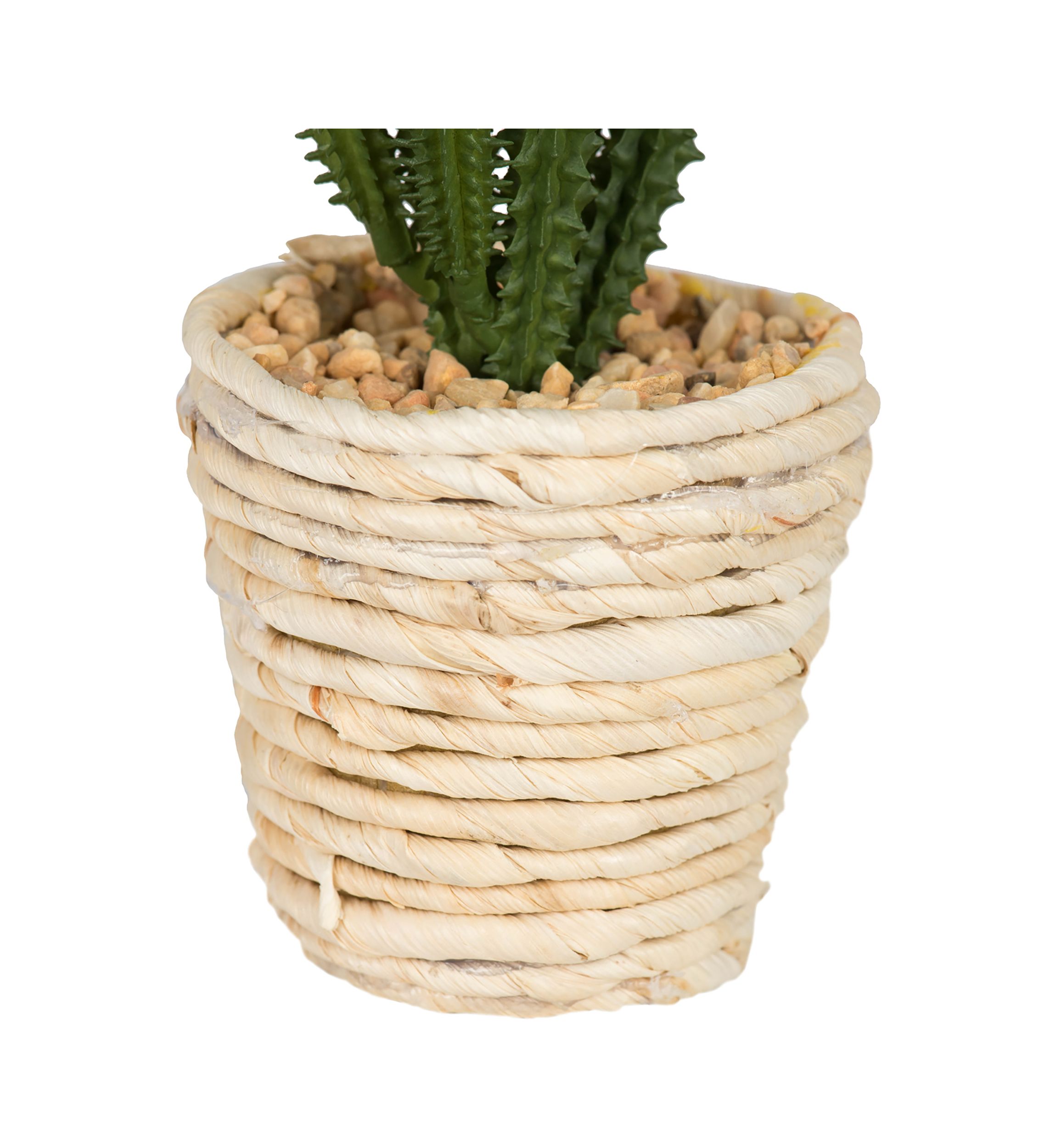 Potted Succulent Cactus Plants