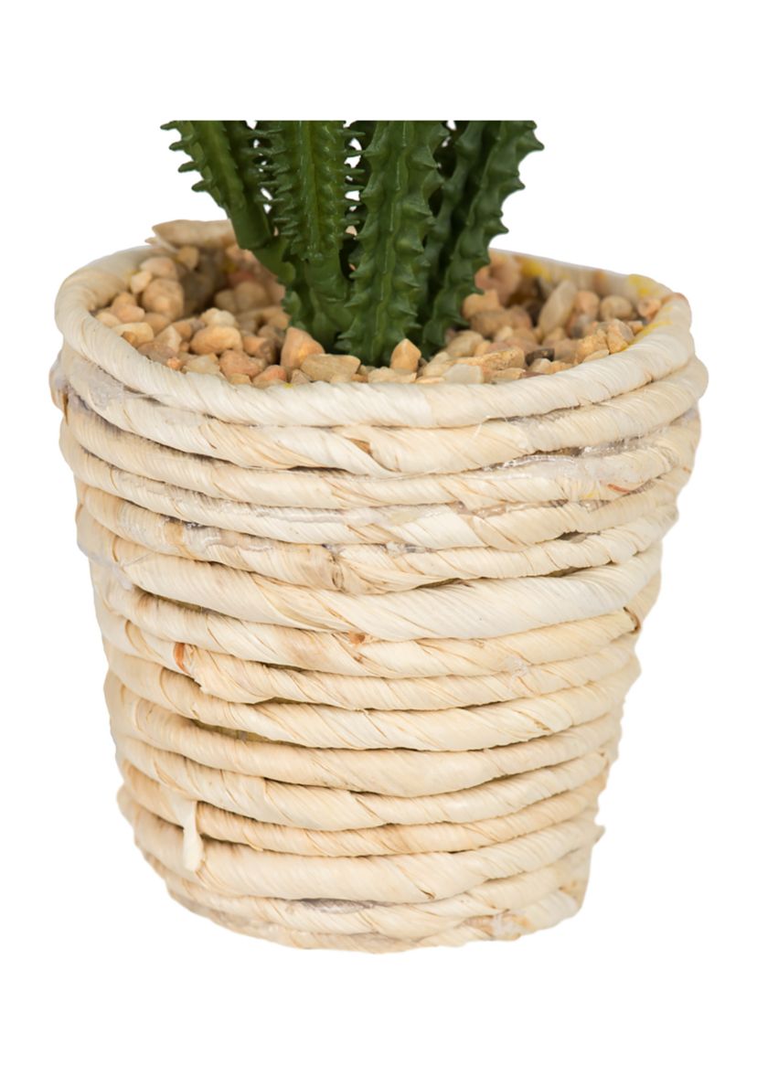 Potted Succulent Cactus Plants