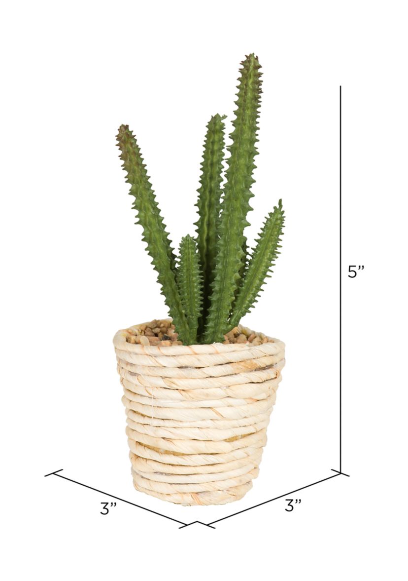 Potted Succulent Cactus Plants