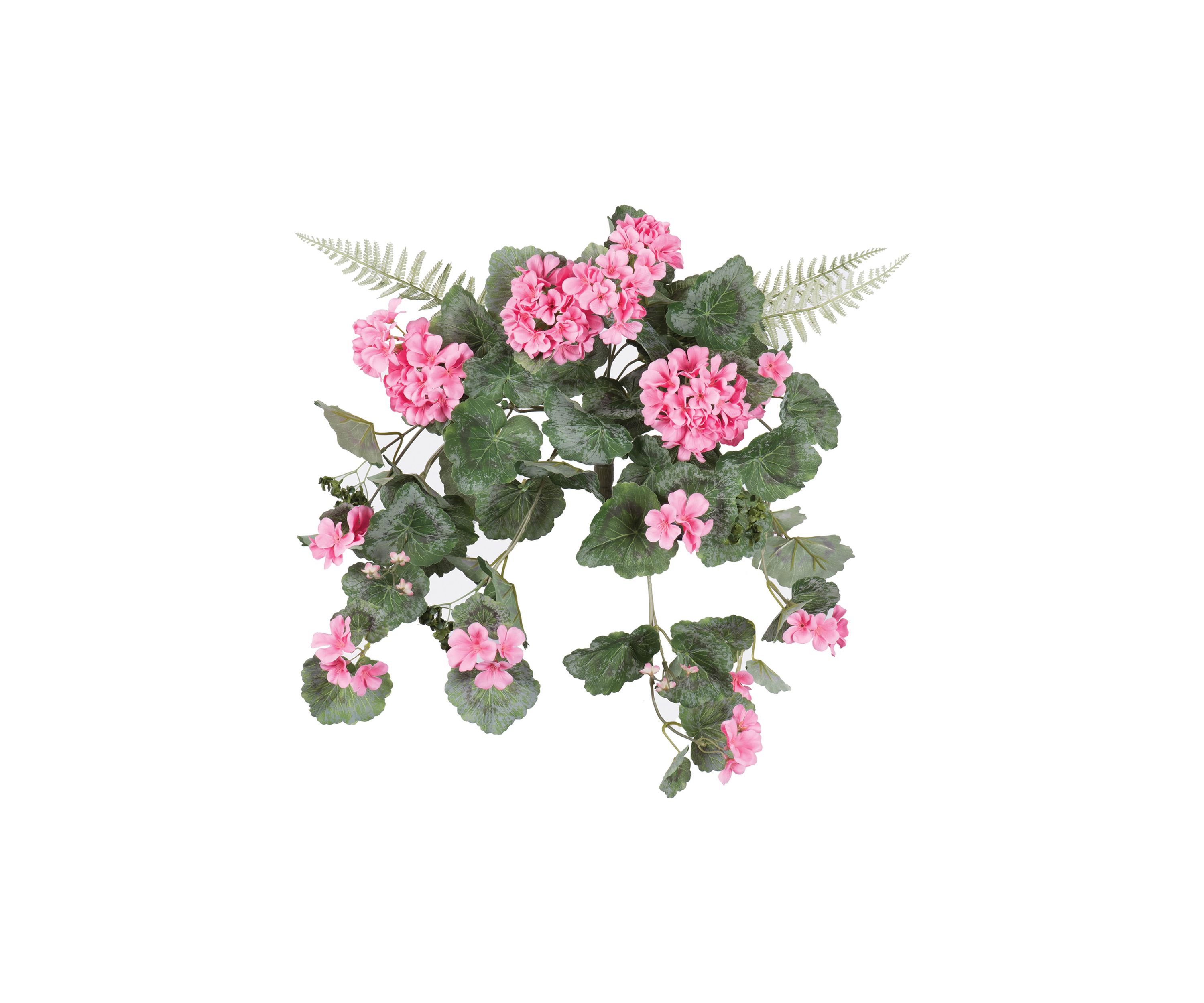 Coral Geranium Hanging