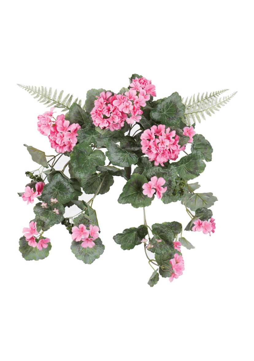 Coral Geranium Hanging