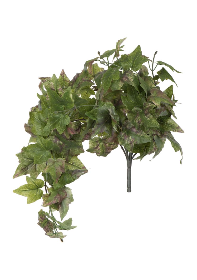 Green Hanging Ivy Bush