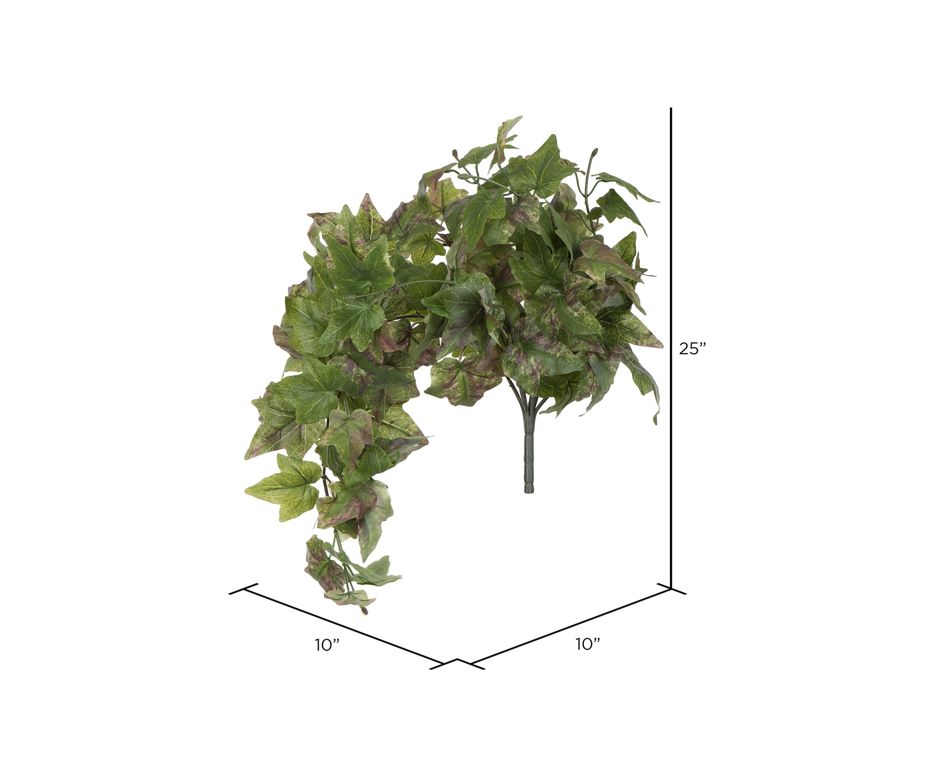 Green Hanging Ivy Bush