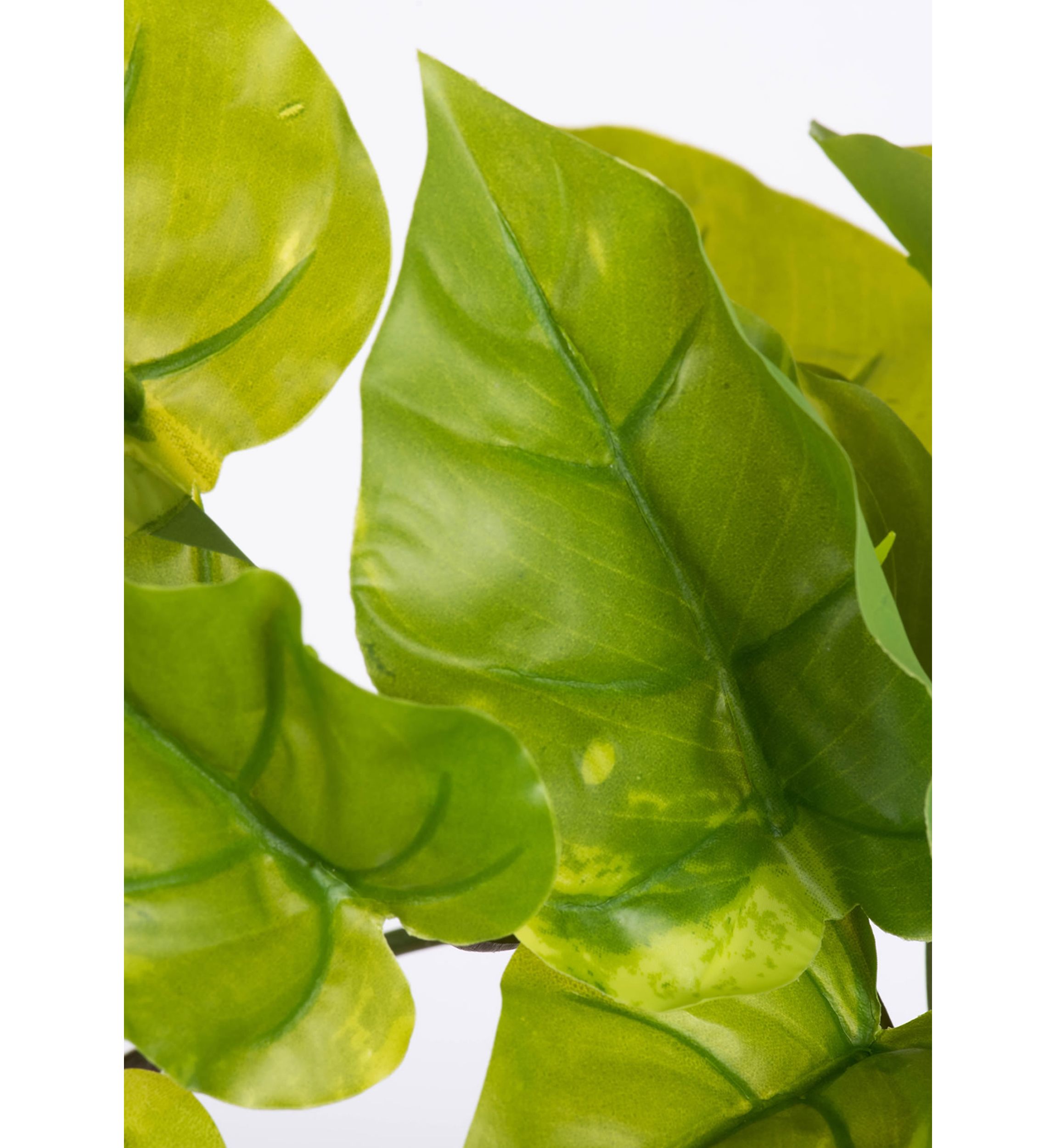 Green Pathos Leaf Bush Vine - Set of 2