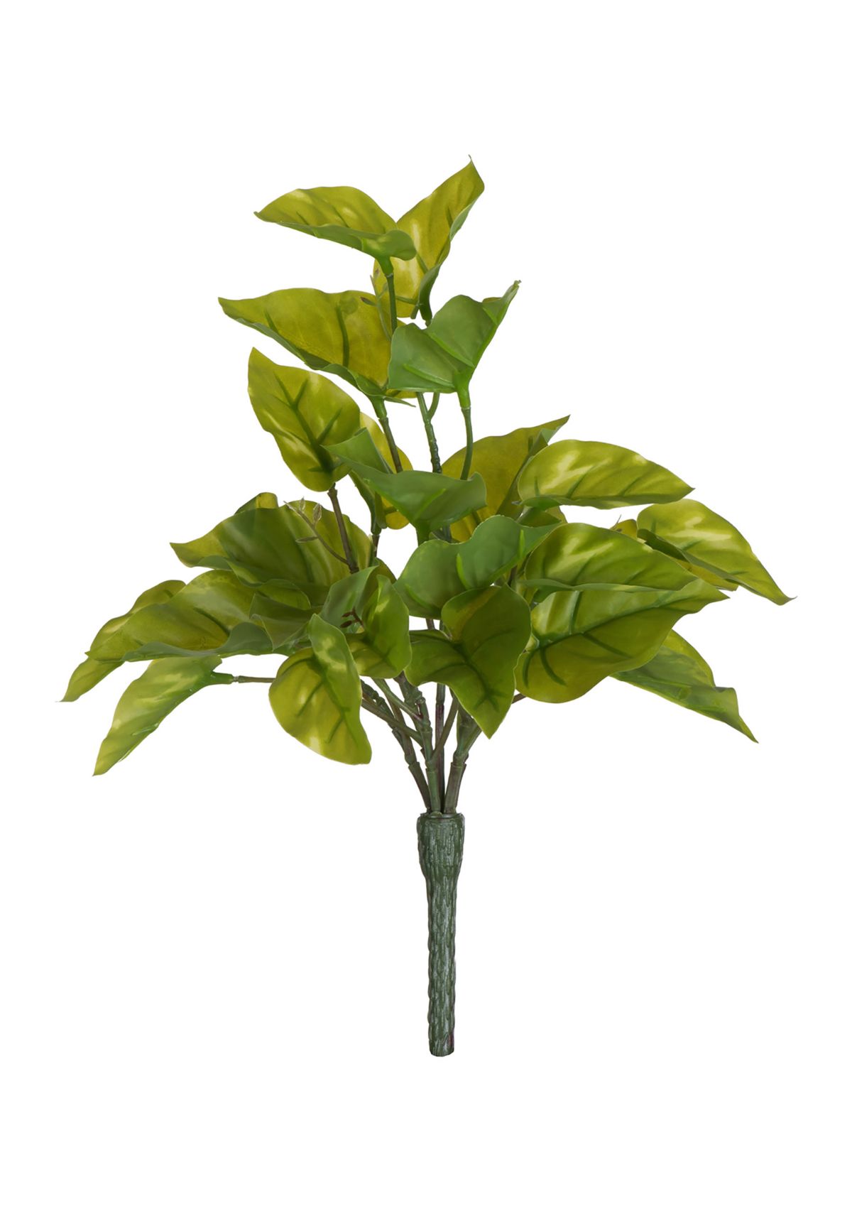 Green Pathos Leaf Bush