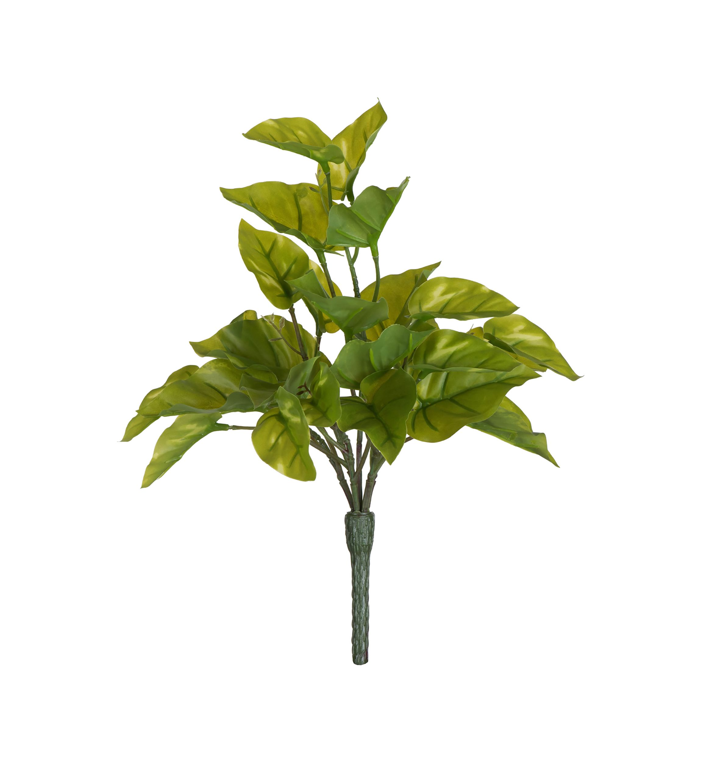 Green Pathos Leaf Bush