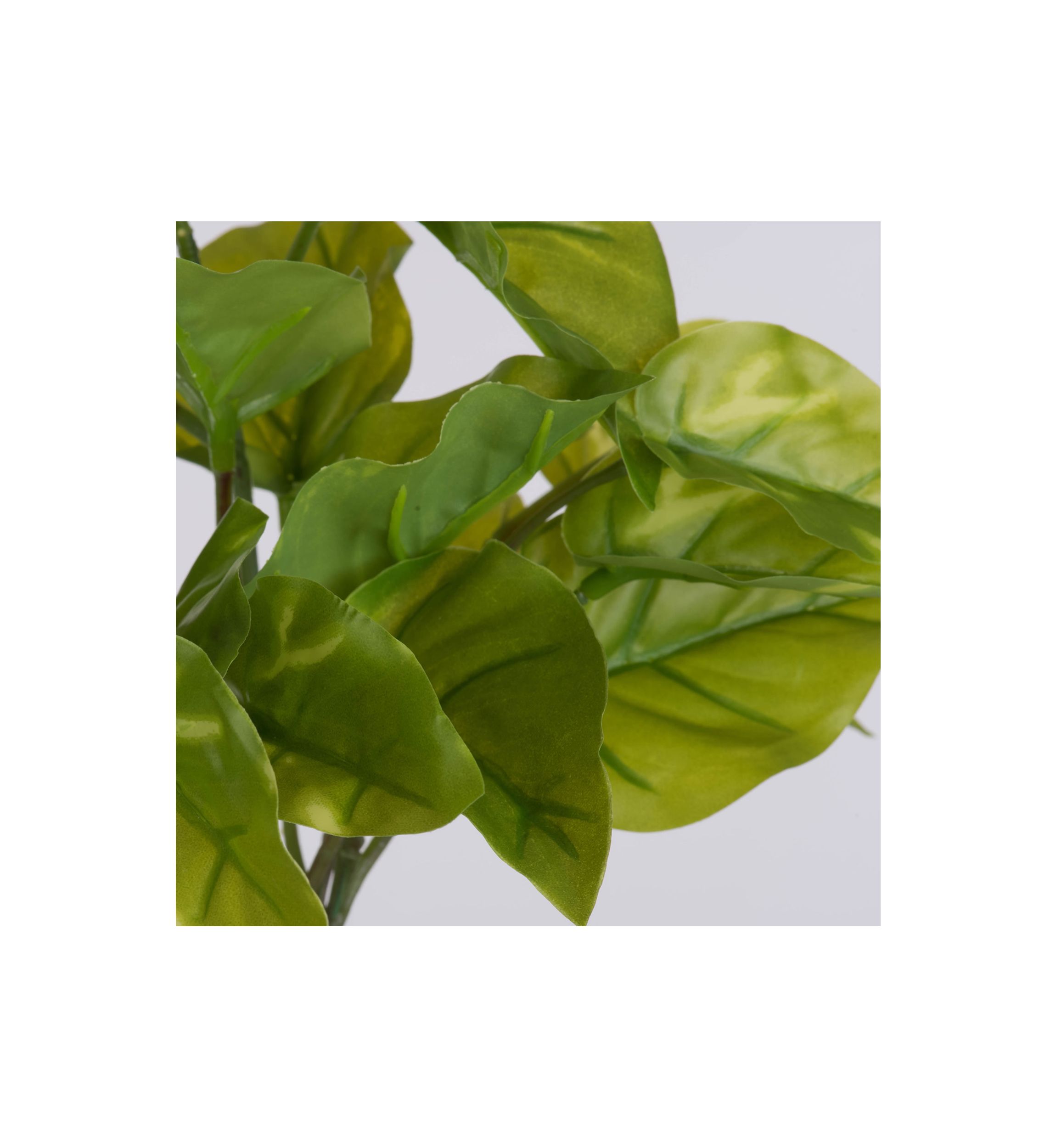 Green Pathos Leaf Bush