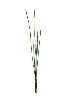 Vickerman Green Horsetail Bundle