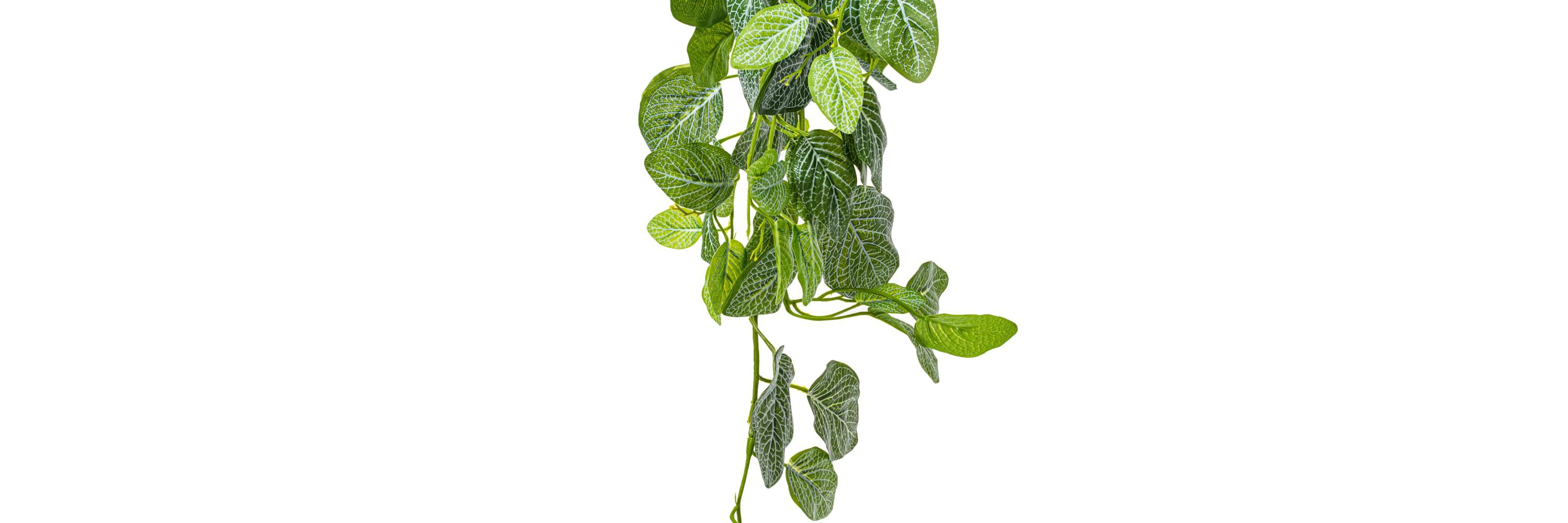 Vickerman 33" Green Artificial Fittonia Bush