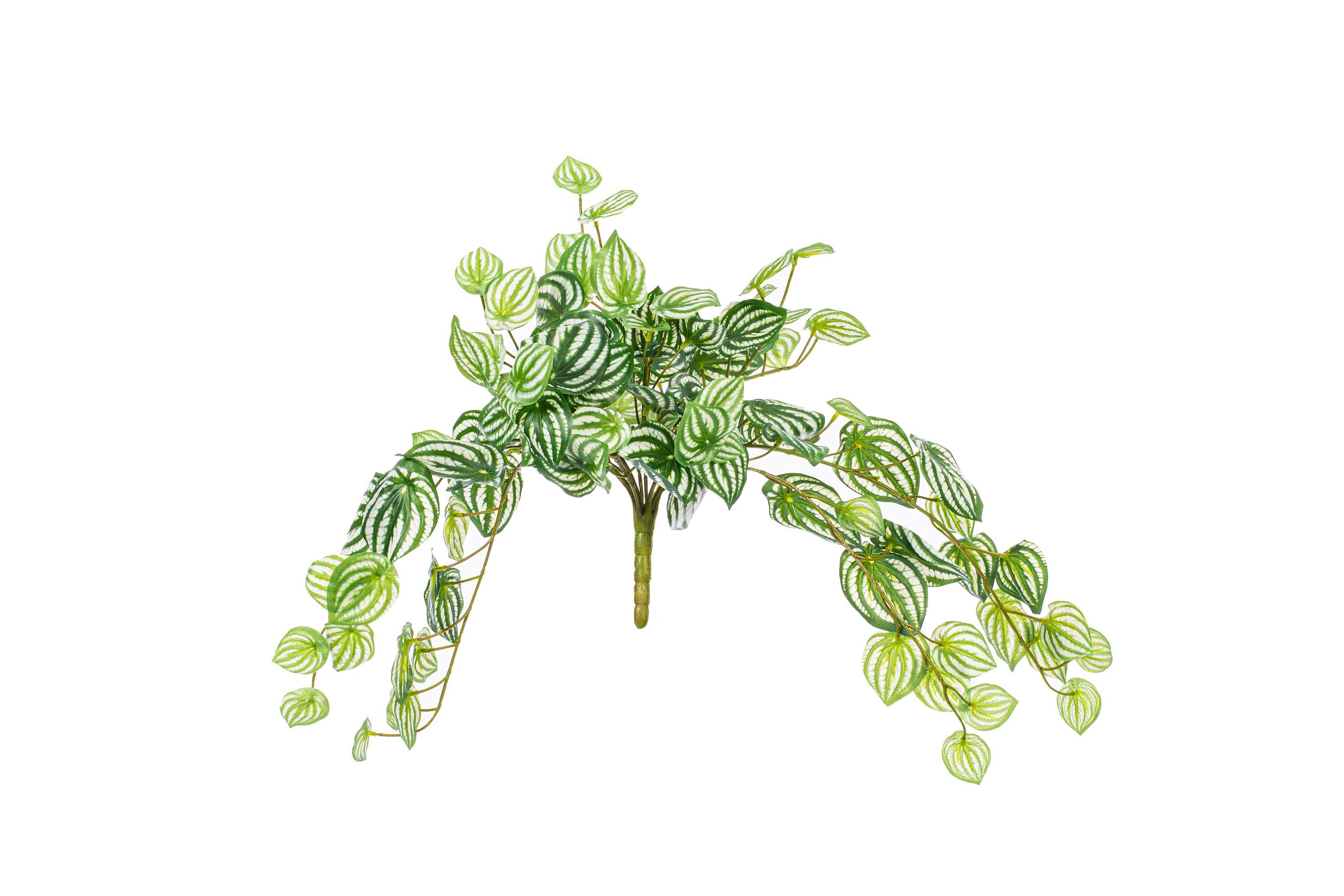 Vickerman 25" Artificial  Watermelon Peperomia Bush
