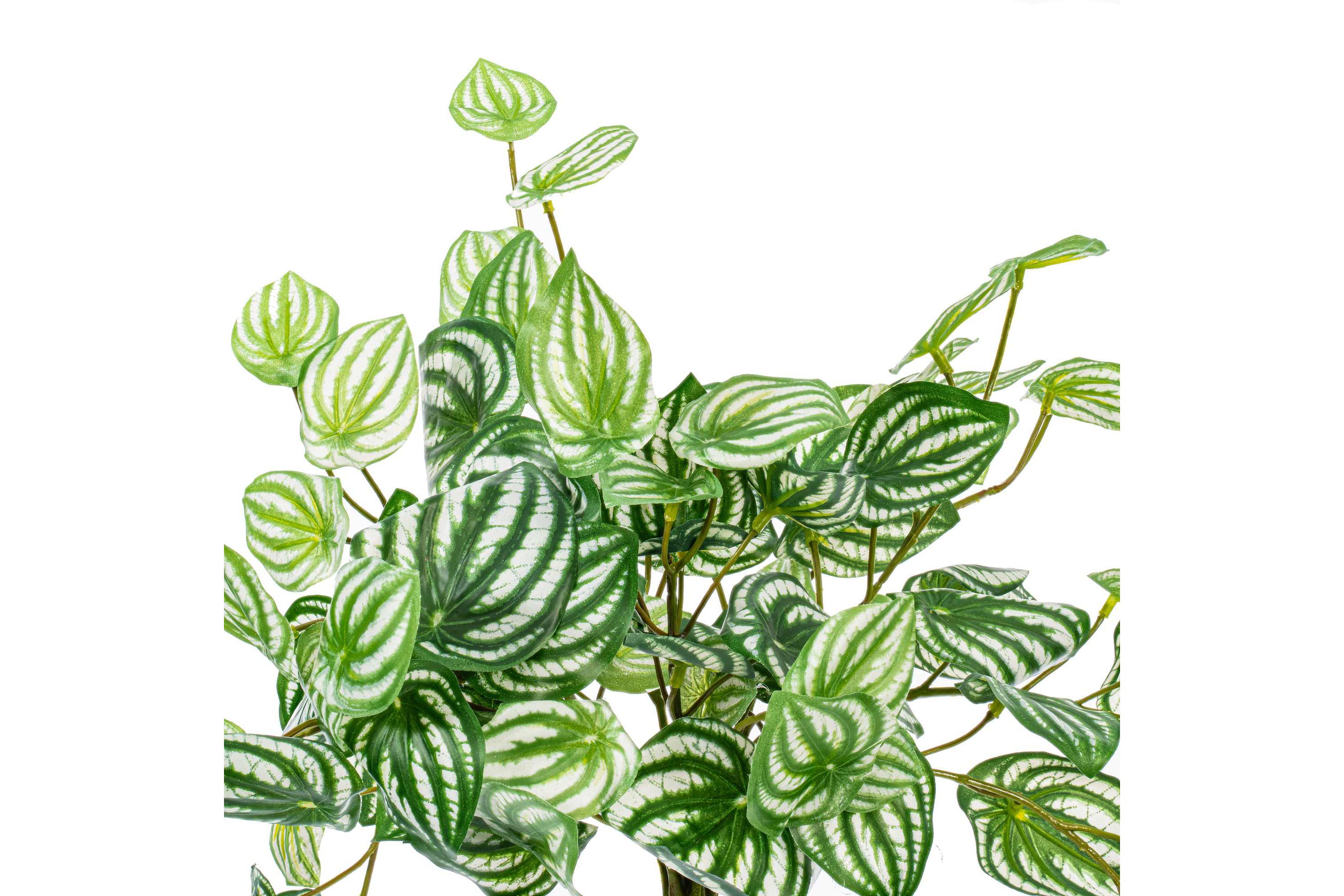Vickerman 25" Artificial  Watermelon Peperomia Bush