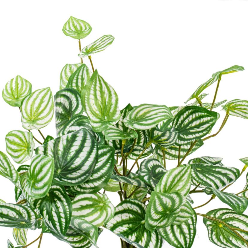 Vickerman 25" Artificial  Watermelon Peperomia Bush