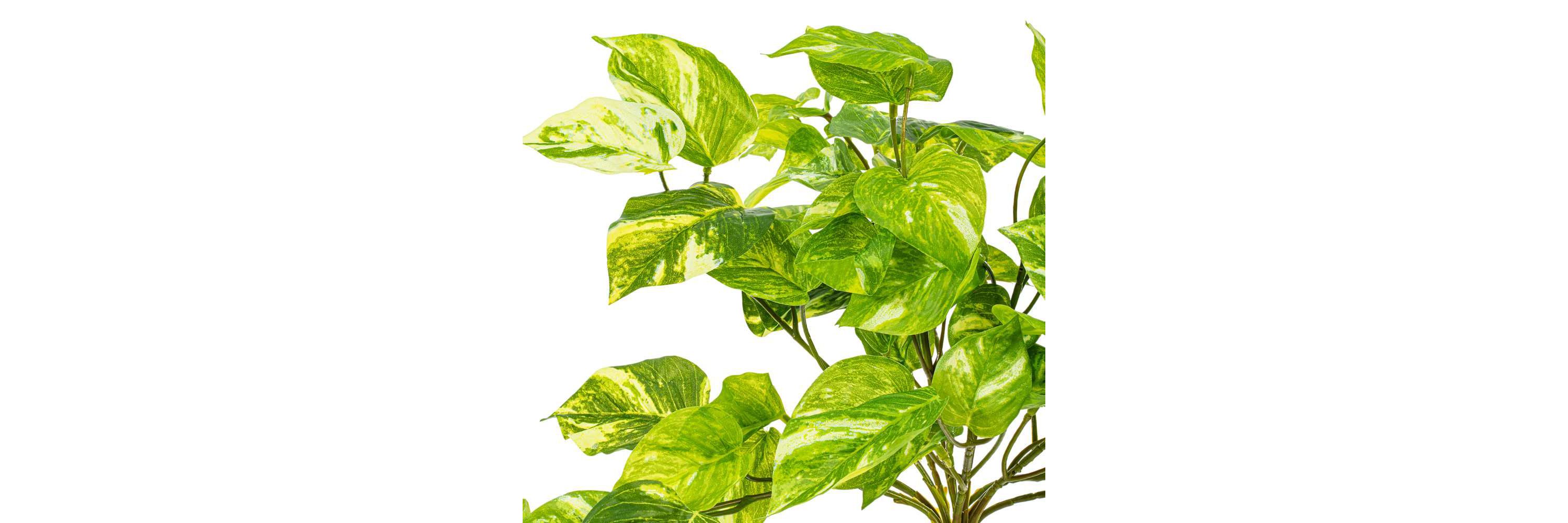 Vickerman 25" Artificial Manjula Pothos Bush