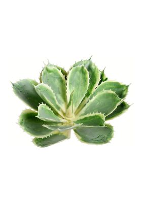 Vickerman Green Succulent Stem