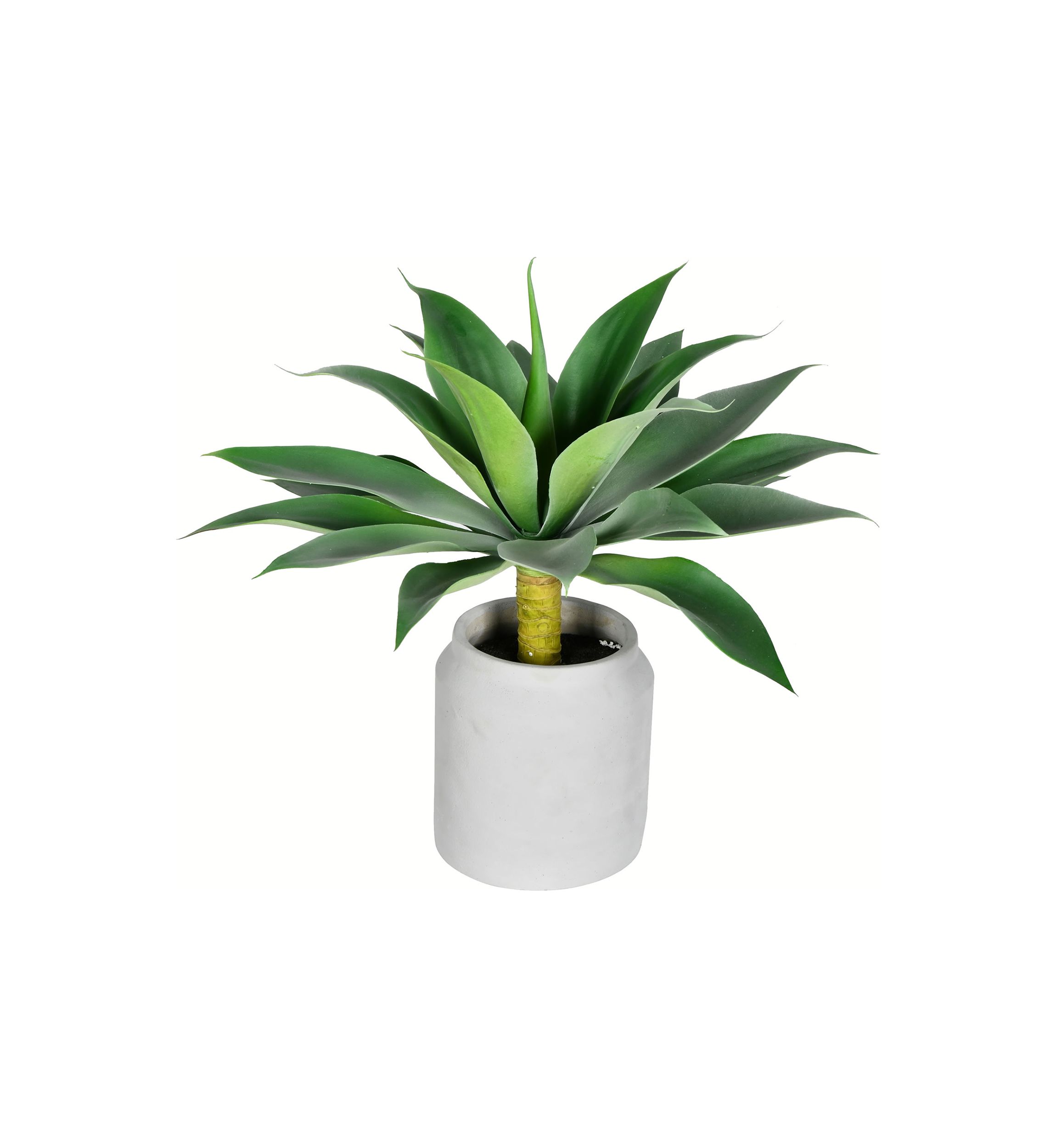 Potted Agave