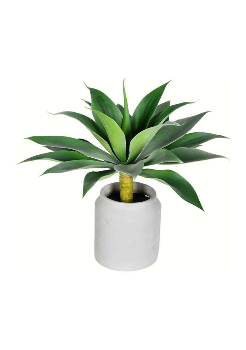 Potted Agave