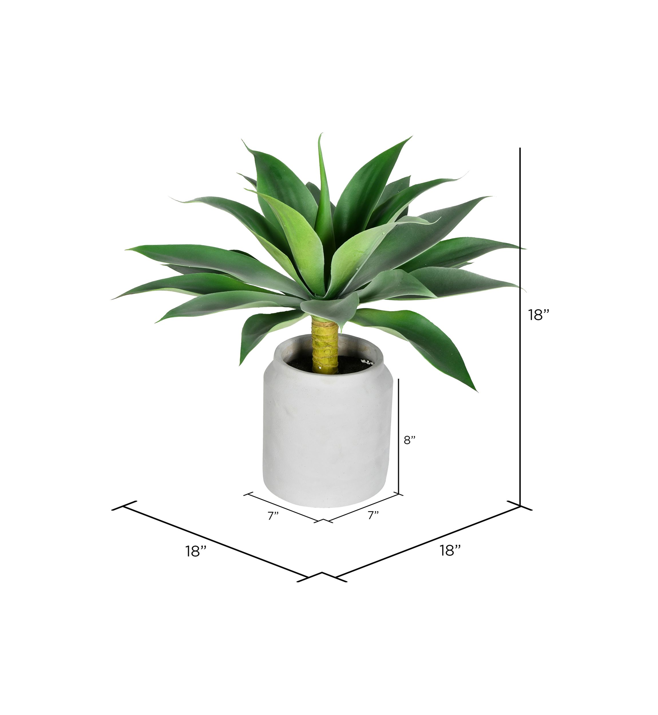 Potted Agave