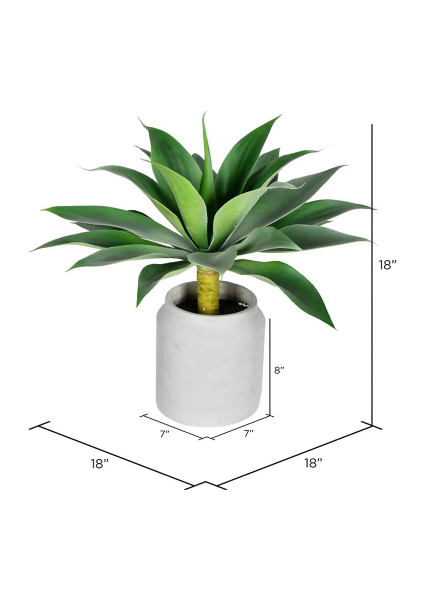 Potted Agave