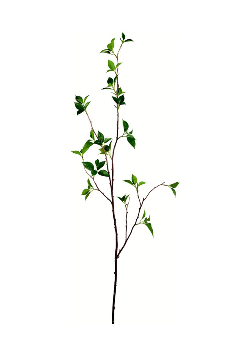 Green Baby Leaf Spray
