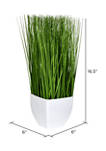 Green Potted Grass