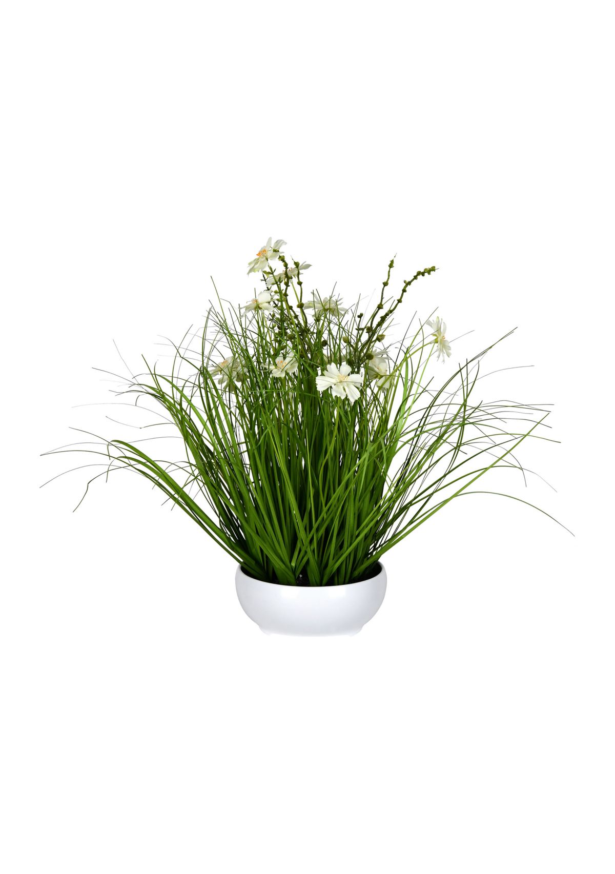 Potted Cream Cosmos and Green Grass