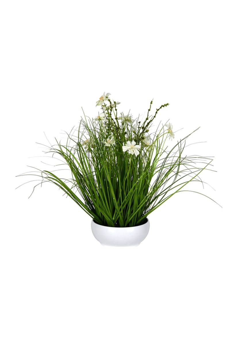 Potted Cream Cosmos and Green Grass
