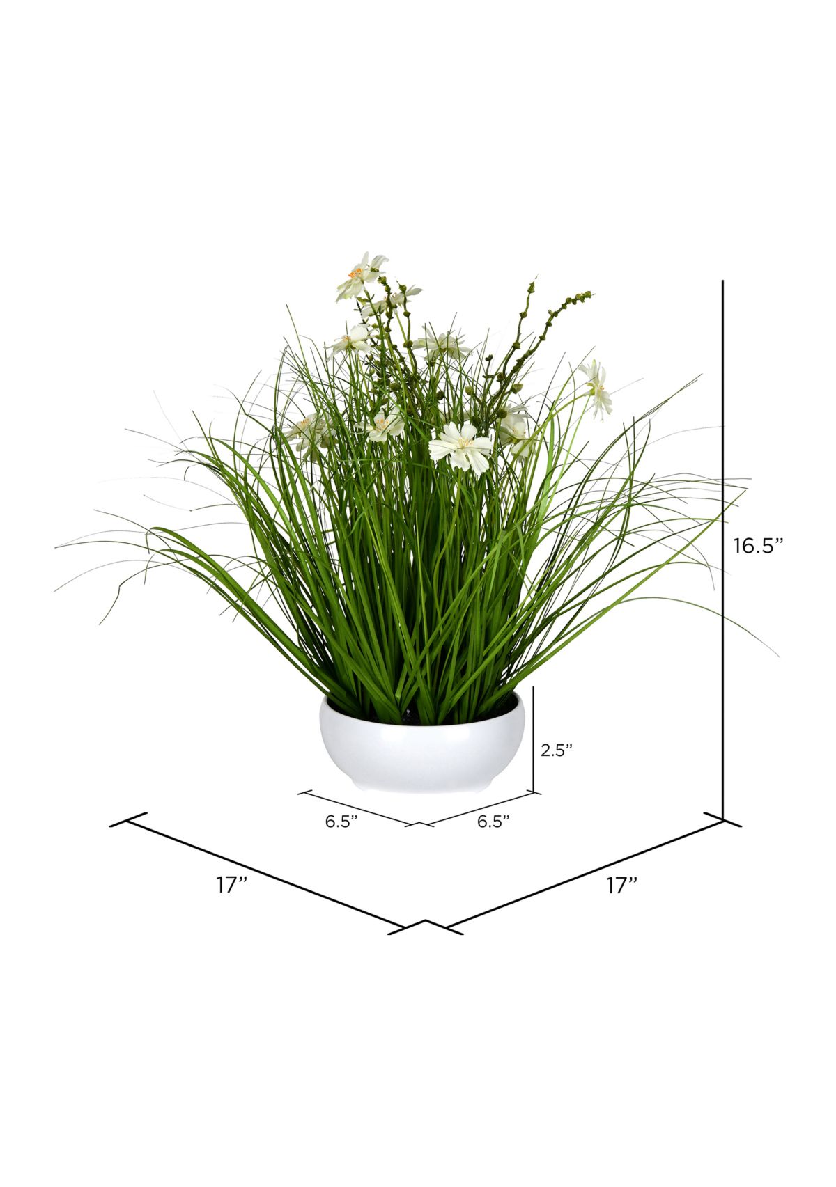 Potted Cream Cosmos and Green Grass