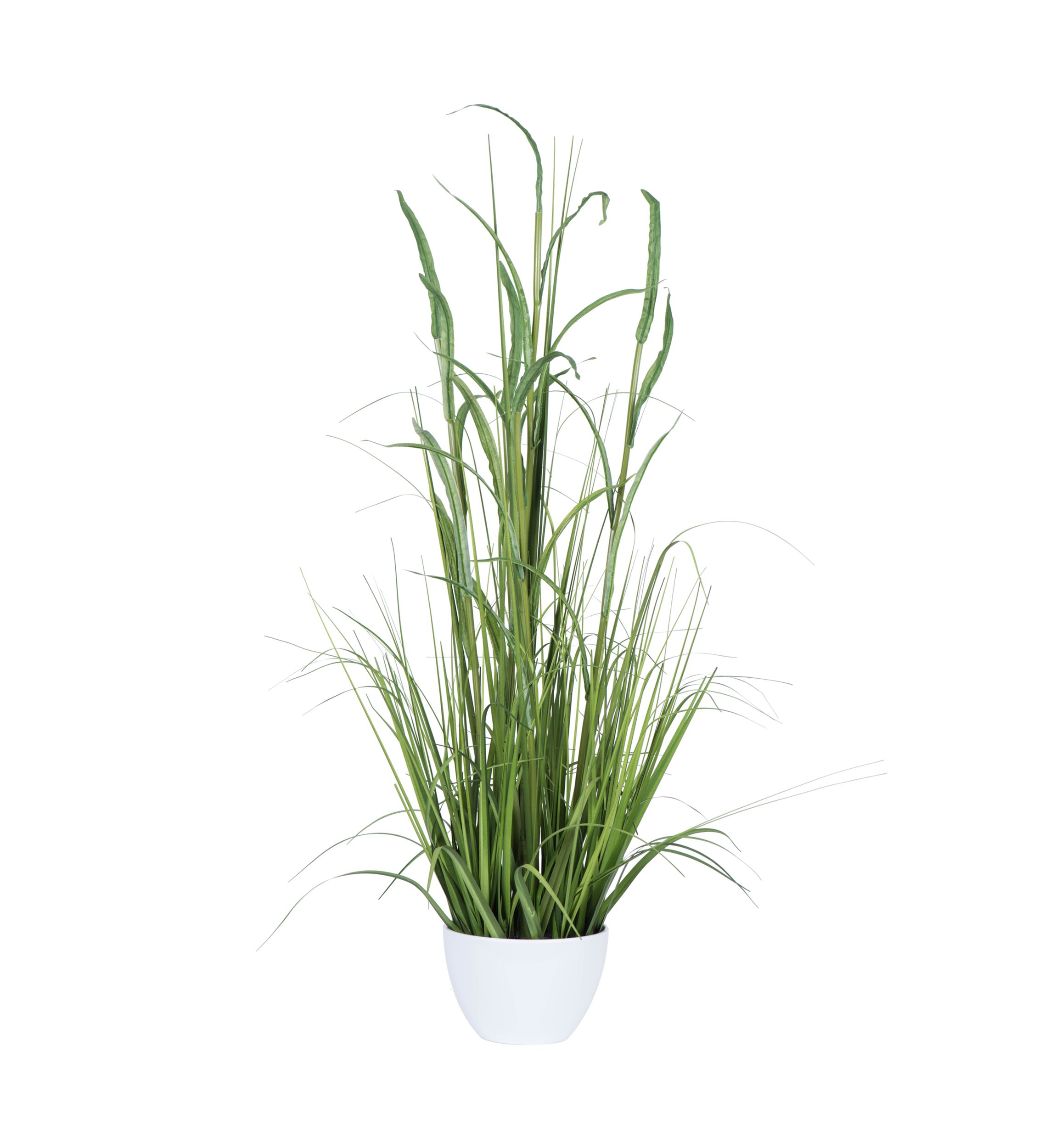 Green Potted Bamboo and Grass