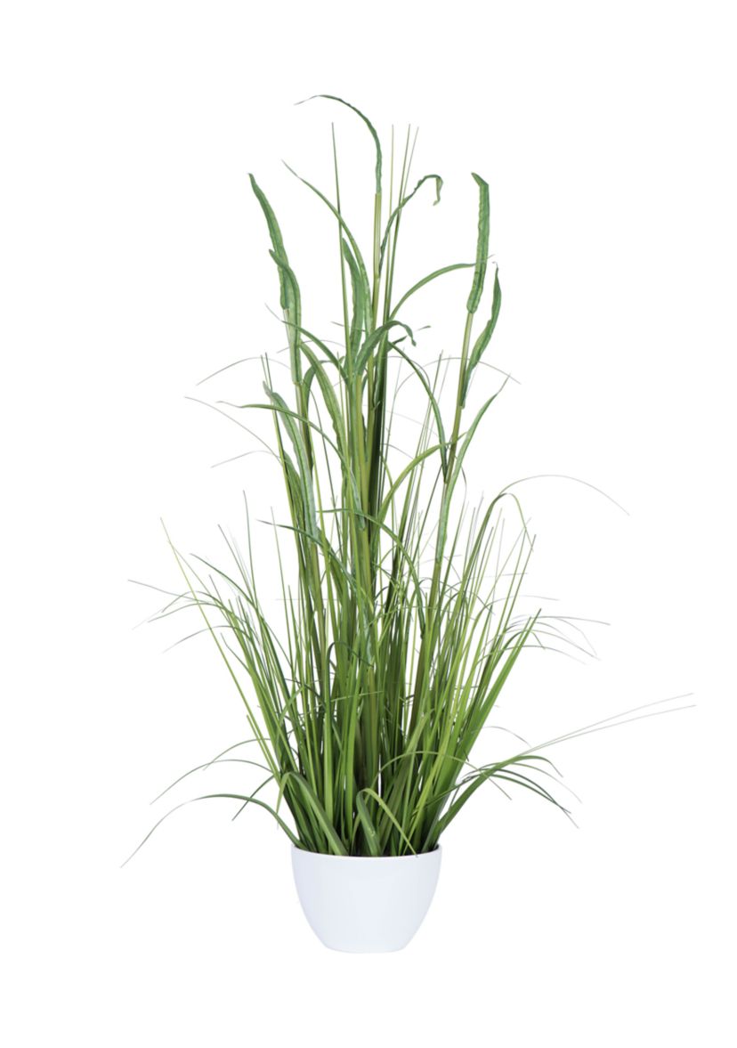 Green Potted Bamboo and Grass