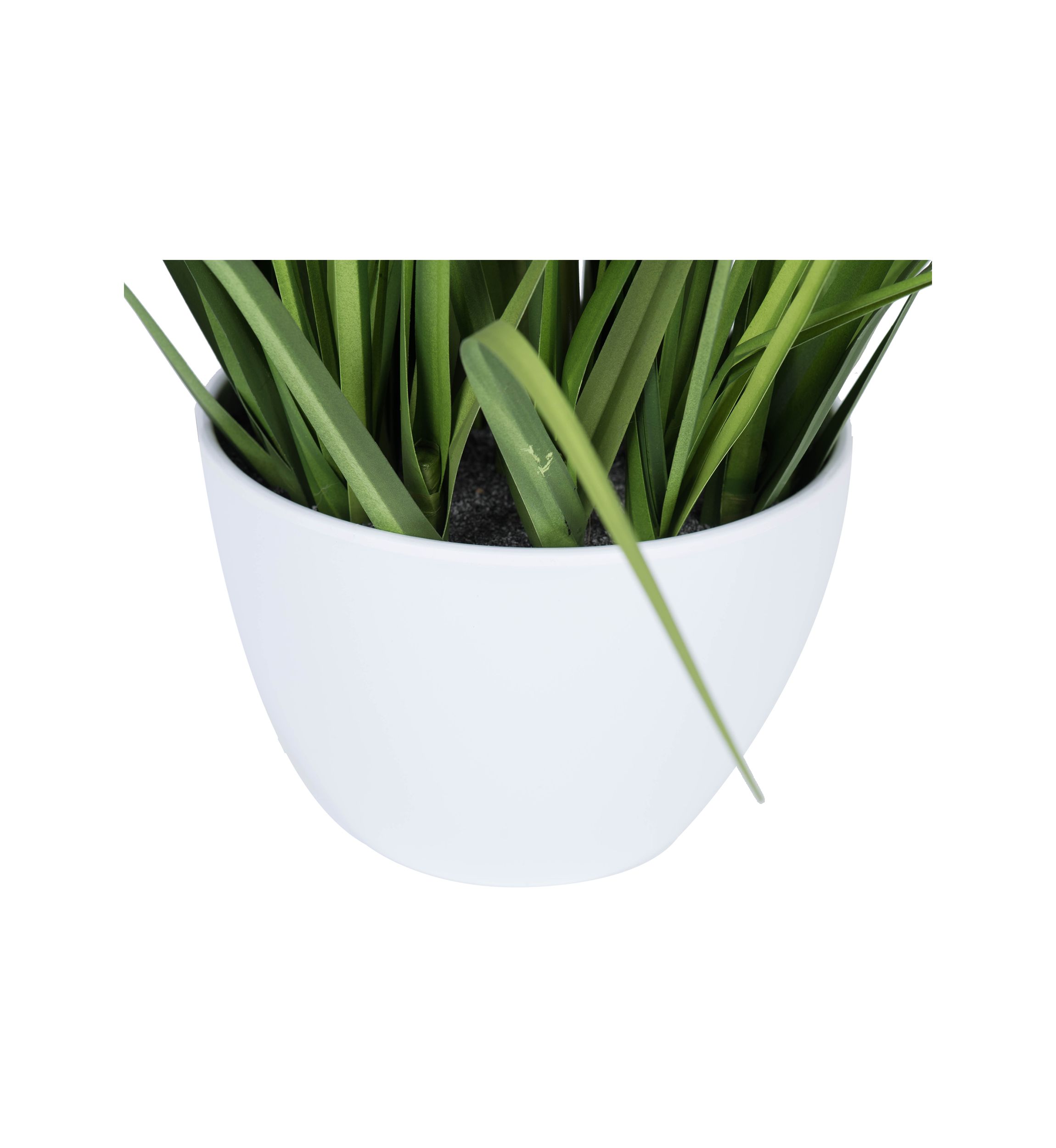 Green Potted Bamboo and Grass